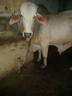 Cholistani bachra
