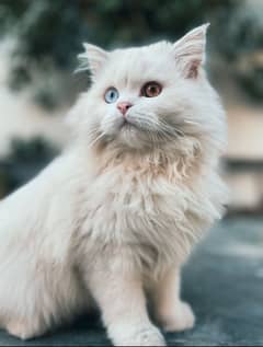 Looking