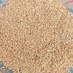 wheat for sale
