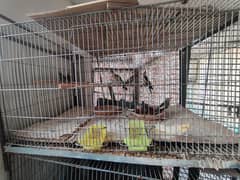 VARIETY OF PARROTS FOR SALE!!!!!!