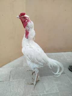 pure Heera pair For sale