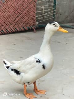 Ducks