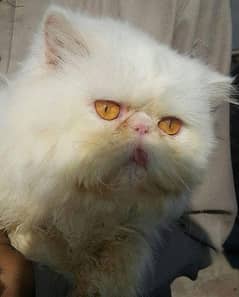 WHITE PEKI FACE MALE CAT FOR SALE