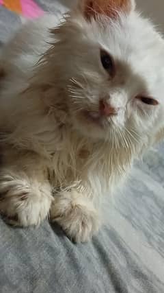 parson cat kitten