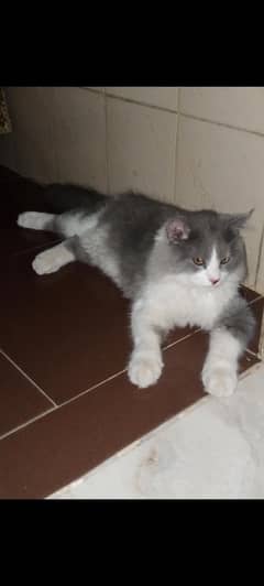 cat for selling