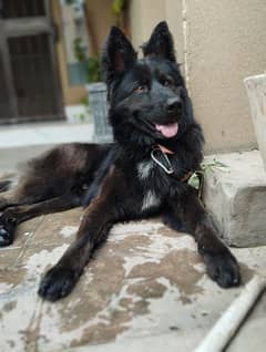 Black German Shepherd