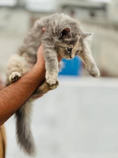 Persian kittens