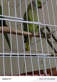 green  parrot