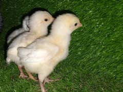 Aseel Heera  | Hera | Aseel chicks | Heera Murga | Hen | Muskha Chicks
