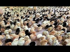 golden misri day old chicks desi chooze