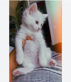Persian cat female baby