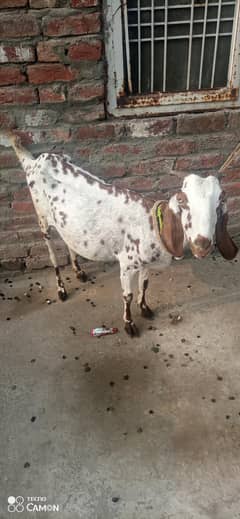 dasi bakri for sale urgent