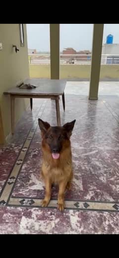 German