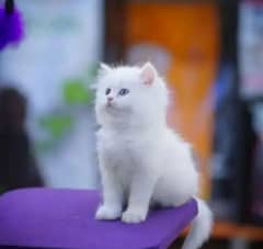 persian cat for sale 2 month age WhatsApp No 03404057947