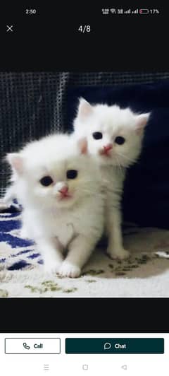 persion male kitten available age 2 months