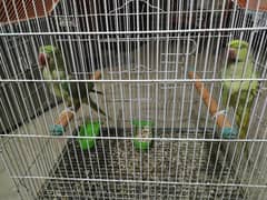 parrot 2 Male