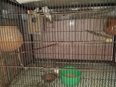 bird cage with 3 pairs of love birds