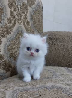 White Pure Persian Punch Face Kitten