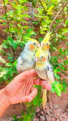 hand tame cocktails for sale