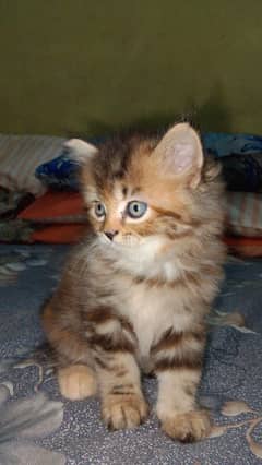 Brown Persian cat triple coated doll face