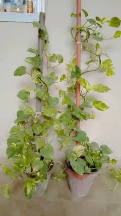 Money Plant, Snack Plant Imported Plants . . .