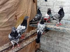 BACHY SALE  KASUR city 03131496136