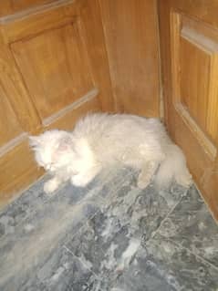 2 female one male Persian breed