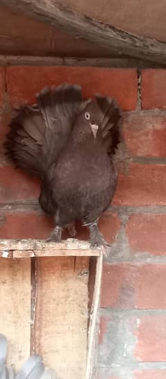 lakky pigeon for sale