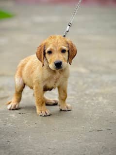 Labrador puppy for sale