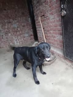 labra