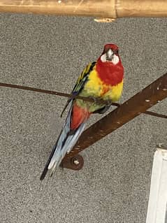 Rosella