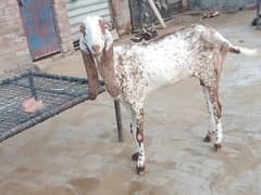 4 goats makhi cheeni