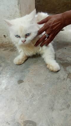 Russian cat