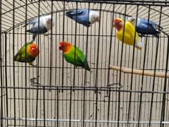 love birds opaline and homo budgies