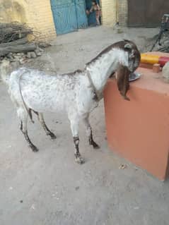 doodh