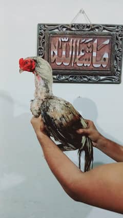 Aseel