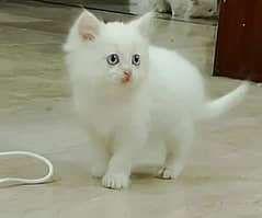 Persian