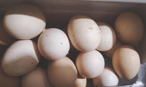 hen eggs