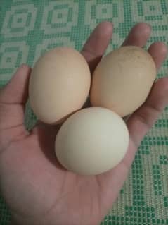 aseel eggs one egg price 120