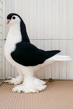 Jerman bloodline lahori Sherazi female