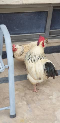 sussex aseel pair