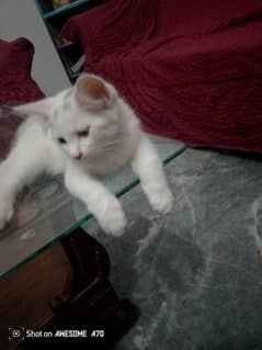 persian kitten pure white male