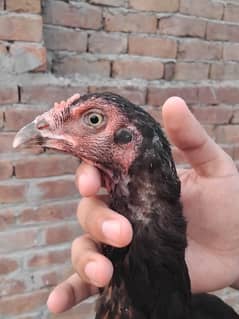 aseel