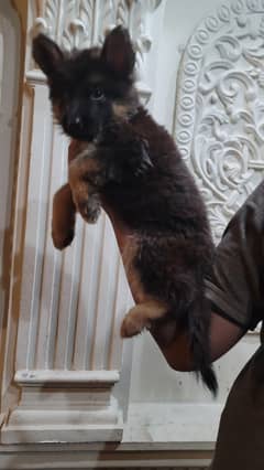 PURE GERMAN SHEPHERD LONG COAT PUPPIES