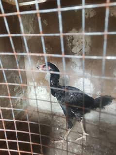 aseel phatti  urgent sell
