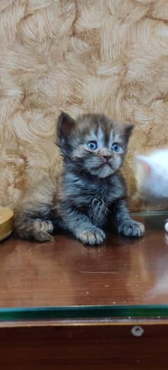 Persian kittens