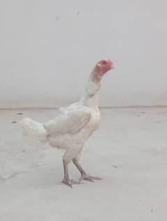 hen for sale