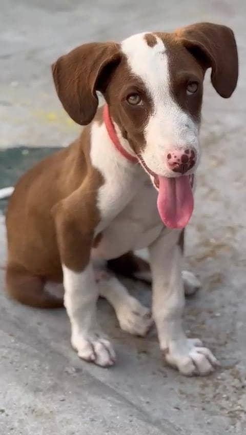 pointer 0