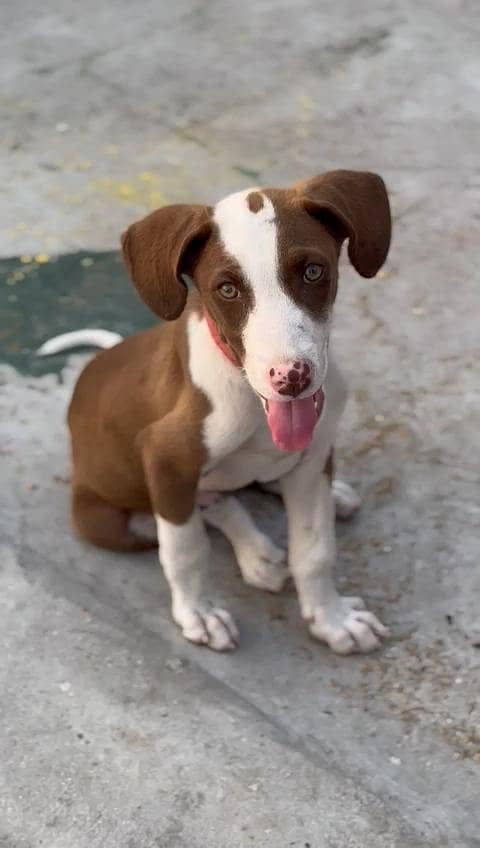 pointer 1