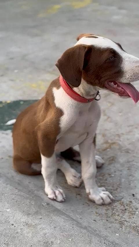 pointer 2